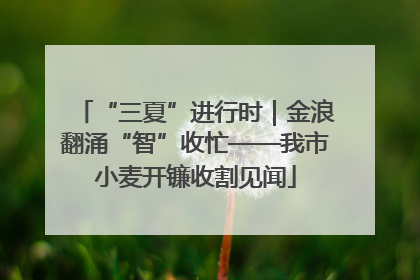 “三夏”进行时｜金浪翻涌“智”收忙——我市小麦开镰收割见闻