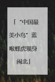 “中国最美小鸟”蓝喉蜂虎现身闽北