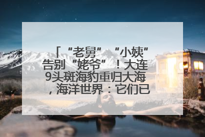 “老舅”“小姨”告别“姥爷”！大连9头斑海豹重归大海，海洋世界：它们已具备野外生存能力