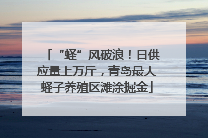 “蛏”风破浪！日供应量上万斤，青岛最大蛏子养殖区滩涂掘金