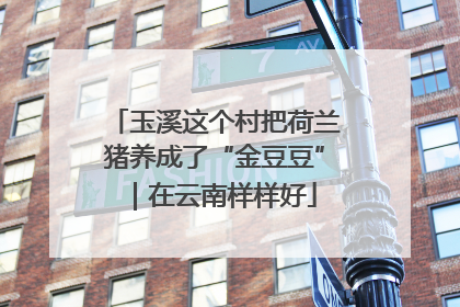 玉溪这个村把荷兰猪养成了“金豆豆”｜在云南样样好