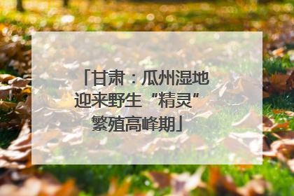 甘肃：瓜州湿地迎来野生“精灵”繁殖高峰期