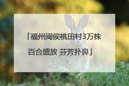 福州闽侯桃田村3万株百合盛放 芬芳扑鼻