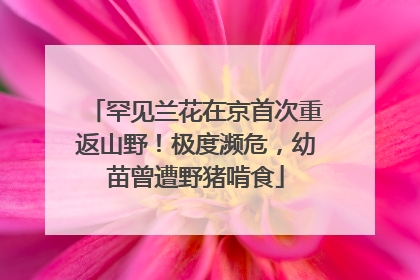 罕见兰花在京首次重返山野！极度濒危，幼苗曾遭野猪啃食