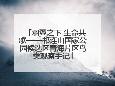 羽翼之下 生命共歌——祁连山国家公园候选区青海片区鸟类观察手记