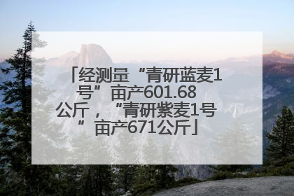 经测量“青研蓝麦1号”亩产601.68公斤，“青研紫麦1号”亩产671公斤