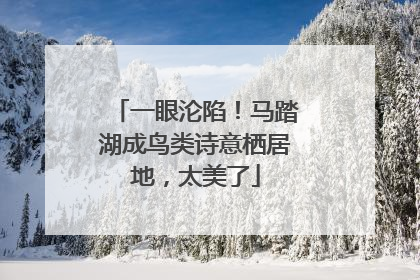 一眼沦陷！马踏湖成鸟类诗意栖居地，太美了