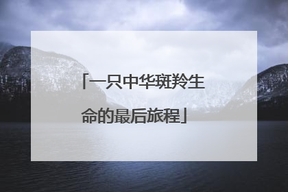 一只中华斑羚生命的最后旅程