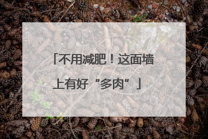 不用减肥！这面墙上有好“多肉”