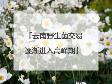 云南野生菌交易逐渐进入高峰期