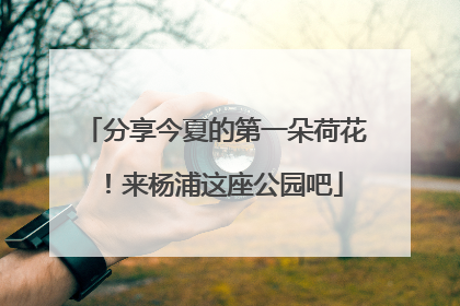 分享今夏的第一朵荷花！来杨浦这座公园吧