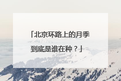 北京环路上的月季到底是谁在种？