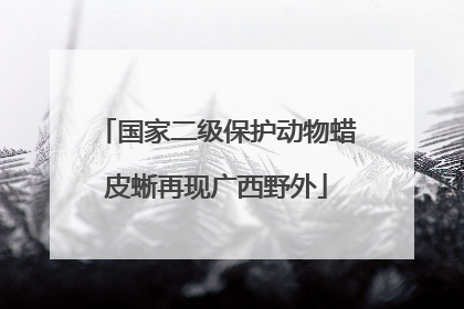国家二级保护动物蜡皮蜥再现广西野外