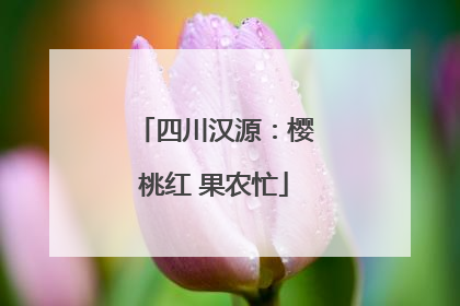 四川汉源：樱桃红 果农忙