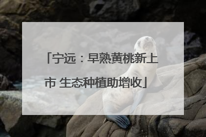 宁远：早熟黄桃新上市 生态种植助增收