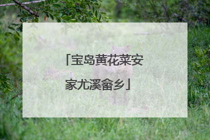 宝岛黄花菜安家尤溪畲乡