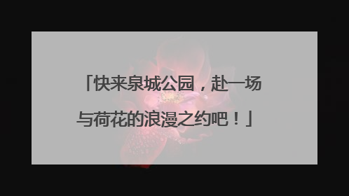 快来泉城公园，赴一场与荷花的浪漫之约吧！