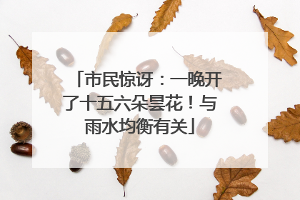 市民惊讶：一晚开了十五六朵昙花！与雨水均衡有关