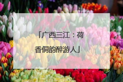 广西三江：荷香侗韵醉游人