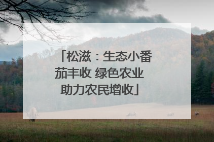 松滋：生态小番茄丰收 绿色农业助力农民增收