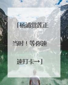 杨浦赏莲正当时！等你速速打卡→