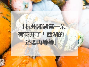 杭州湘湖第一朵荷花开了！西湖的还要再等等