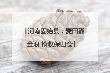 河南固始县：麦田翻金浪 抢收保归仓