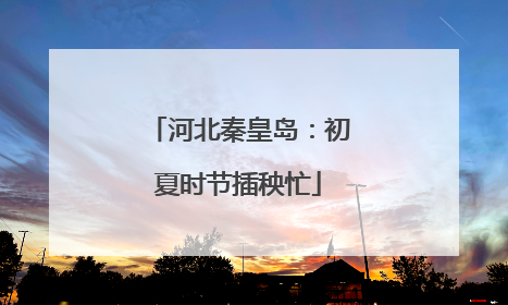 河北秦皇岛：初夏时节插秧忙