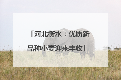 河北衡水：优质新品种小麦迎来丰收