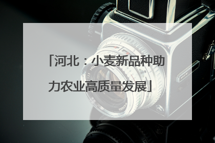 河北：小麦新品种助力农业高质量发展