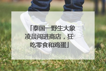 泰国一野生大象凌晨闯进商店，狂吃零食和鸡蛋