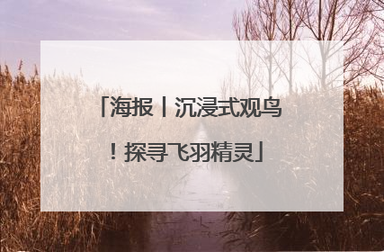海报丨沉浸式观鸟！探寻飞羽精灵