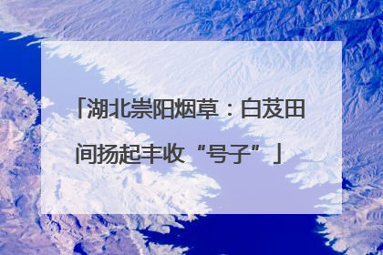 湖北崇阳烟草：白芨田间扬起丰收“号子”