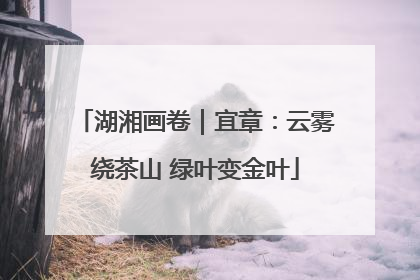 湖湘画卷｜宜章：云雾绕茶山 绿叶变金叶