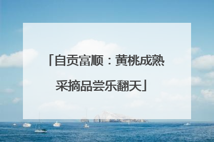 自贡富顺：黄桃成熟 采摘品尝乐翻天