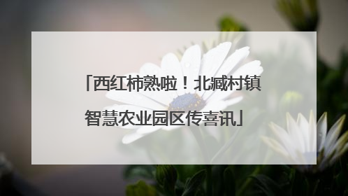 西红柿熟啦！北臧村镇智慧农业园区传喜讯