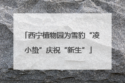 西宁植物园为雪豹“凌小蛰”庆祝“新生”