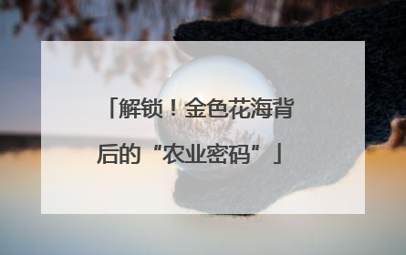 解锁！金色花海背后的“农业密码”