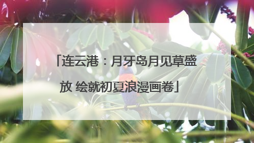 连云港：月牙岛月见草盛放 绘就初夏浪漫画卷