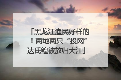 黑龙江渔民好样的！两地两只“投网”达氏鳇被放归大江