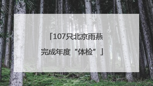 107只北京雨燕完成年度“体检”