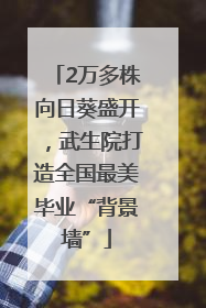 2万多株向日葵盛开，武生院打造全国最美毕业“背景墙”