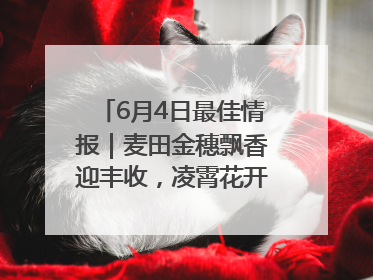 6月4日最佳情报｜麦田金穗飘香迎丰收，凌霄花开娇艳多姿！恭喜