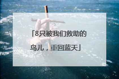 8只被我们救助的鸟儿，重回蓝天